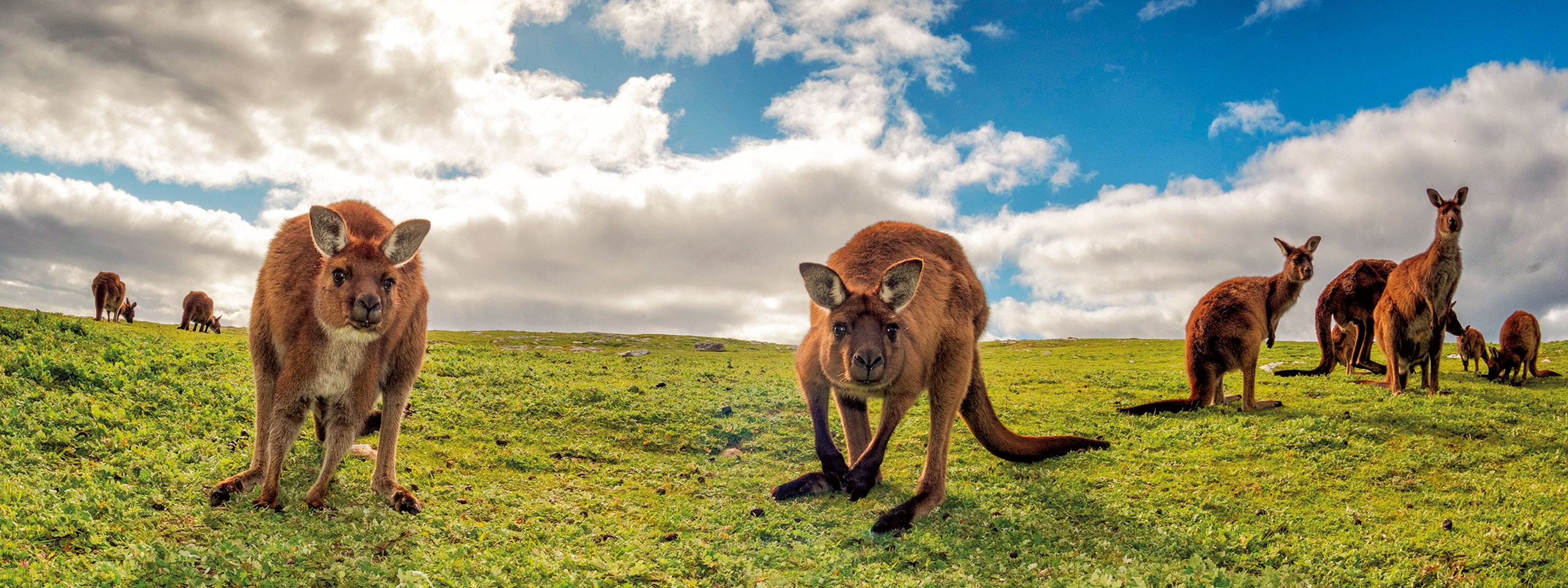 Kangaroos, Kangaroo Island 