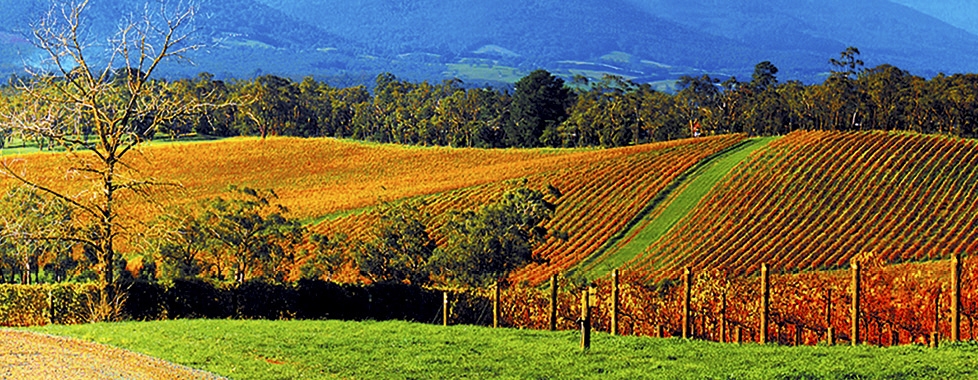 Yarra Valley Wineries | AAT Kings