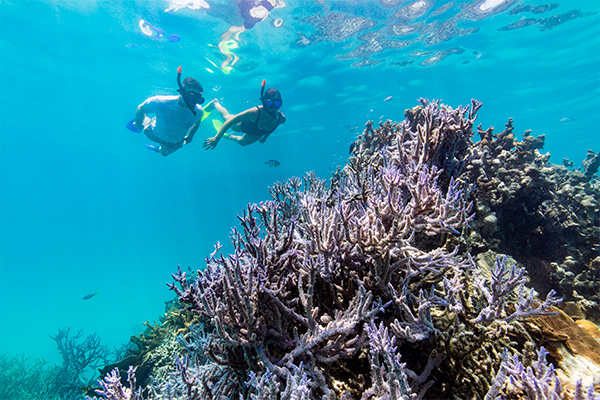 Endangered Species of the Great Barrier Reef | AAT Kings
