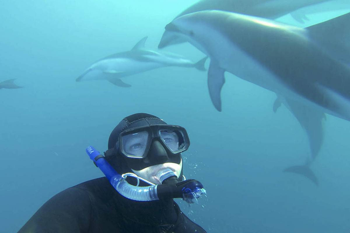 Encounter Kaikoura - Swim with the Dolphins