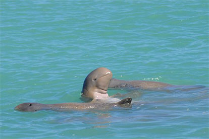 Snubfin Dolphin Morning Eco Cruise