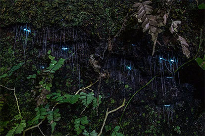 Evening Glow Worm & Rainforest Experience