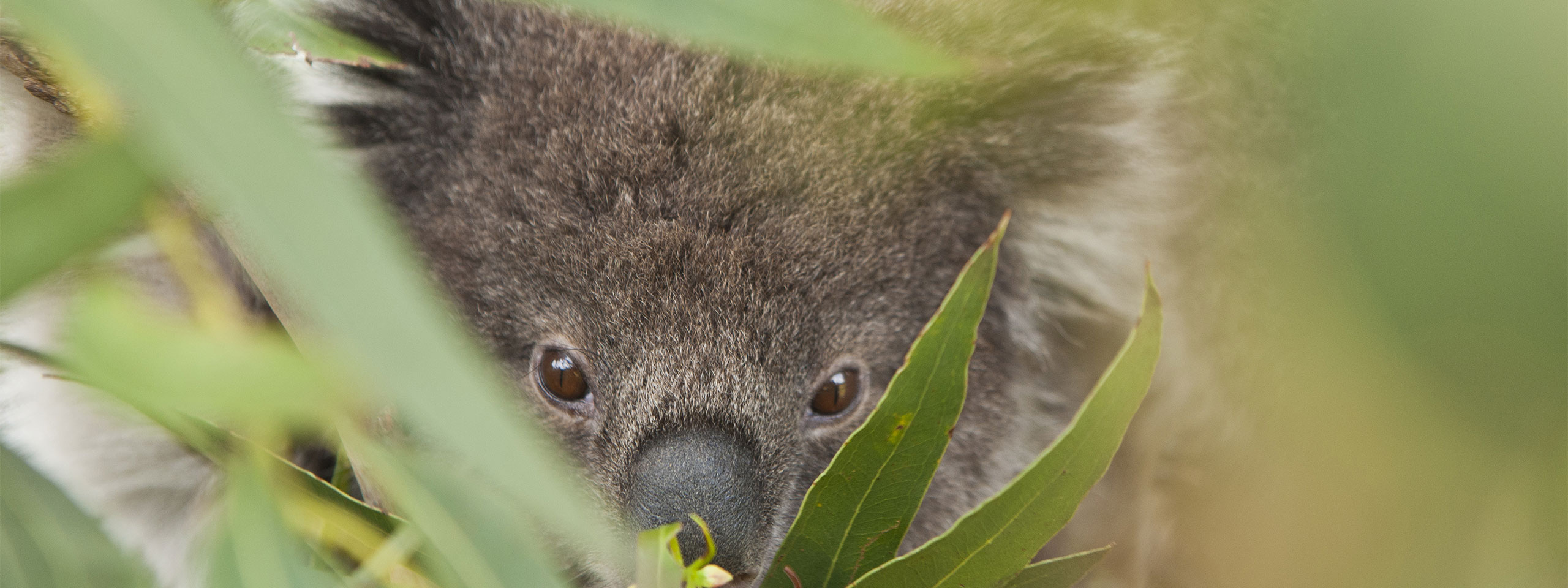 Wild Koala In A Tree