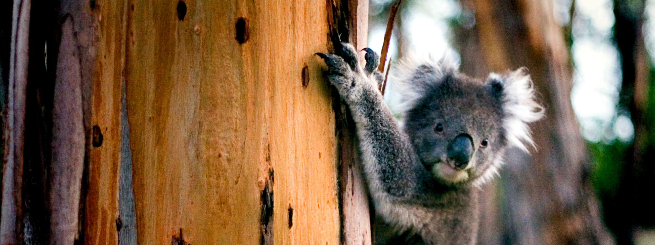 Native Australian Koala