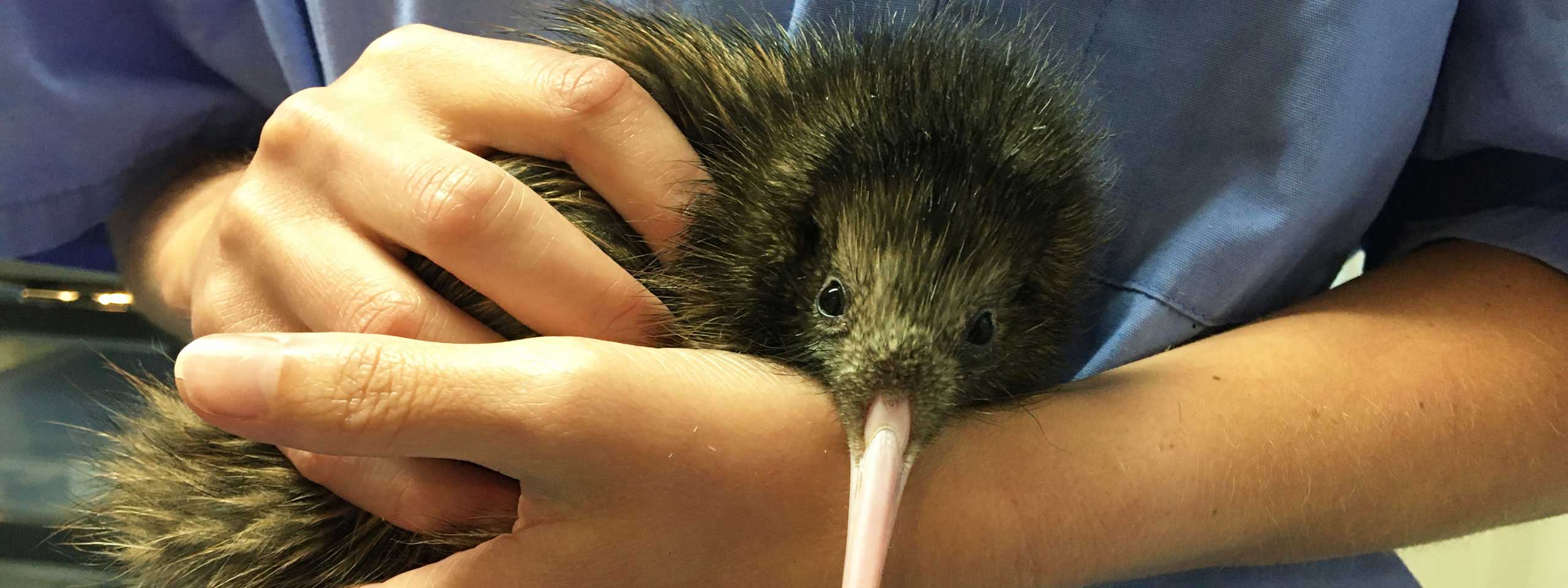 This kiwi chick needs a name!
