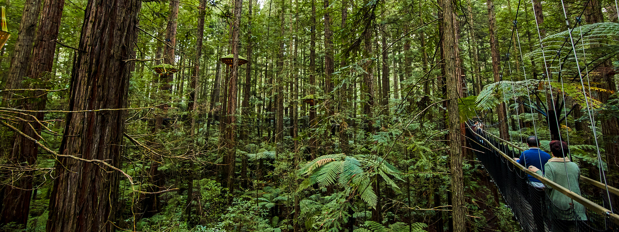 Redwood Treetop Walk
