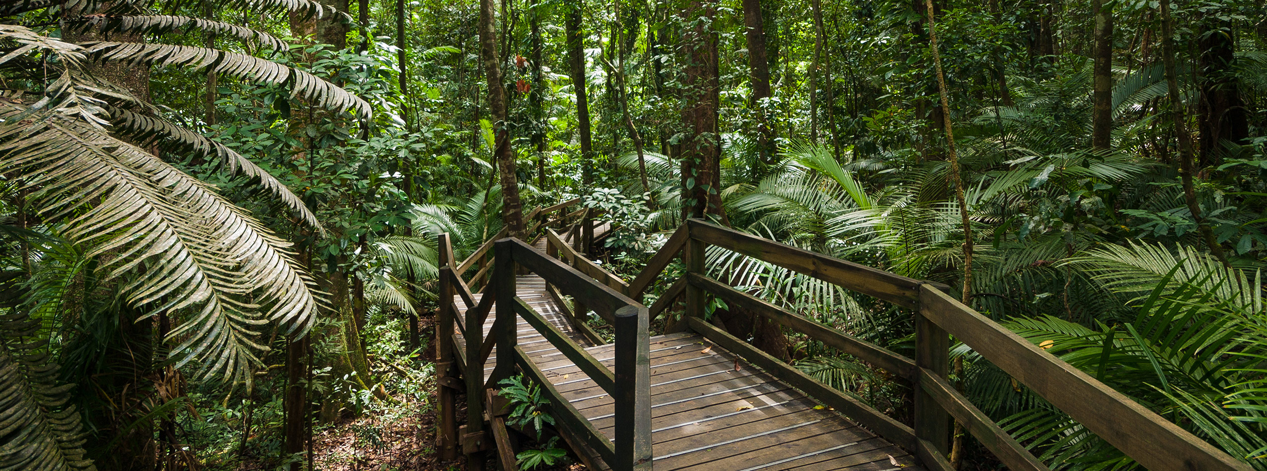 Daintree Rainforest Boardwalk