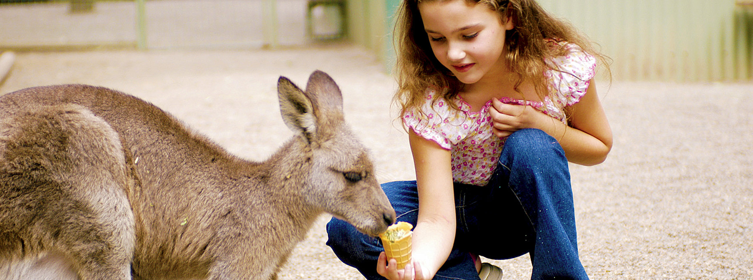 Kangaroo Feeding at Featherdale