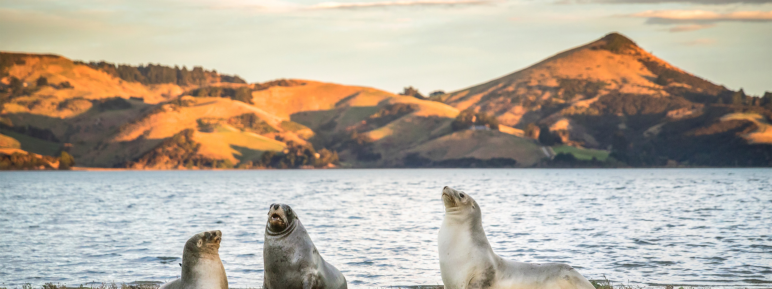 Fur Seals 