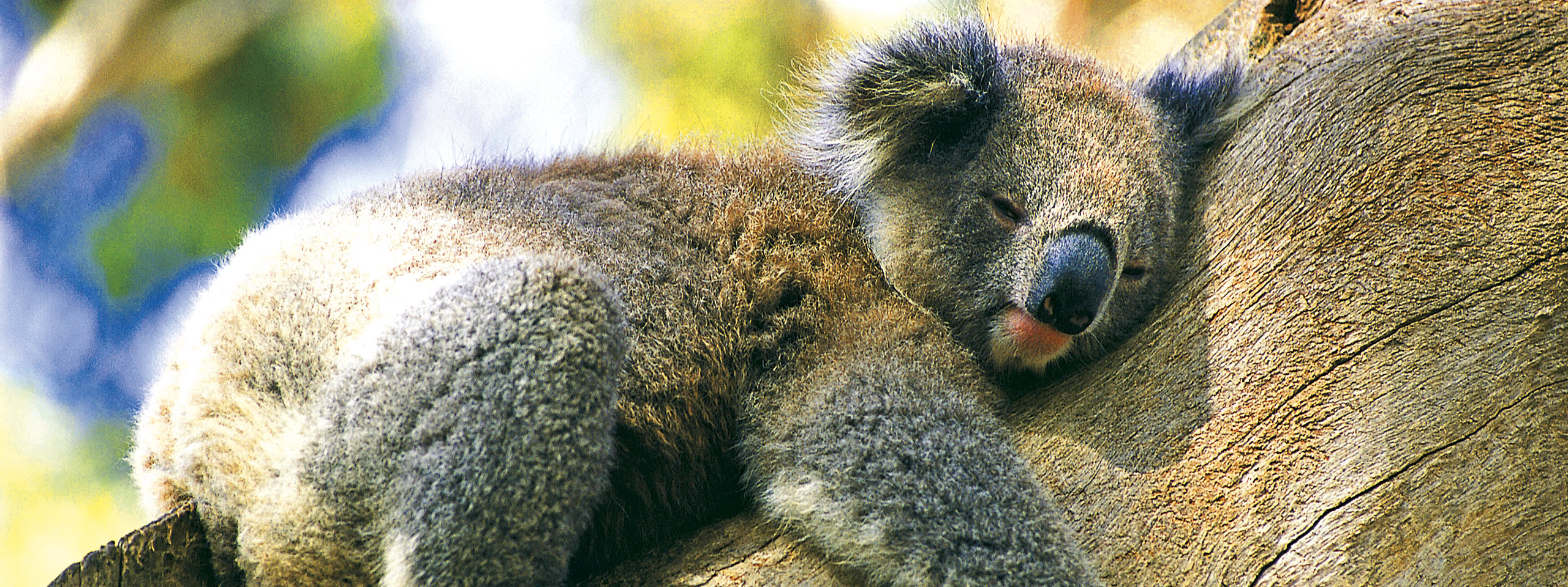 Sleeping Koala