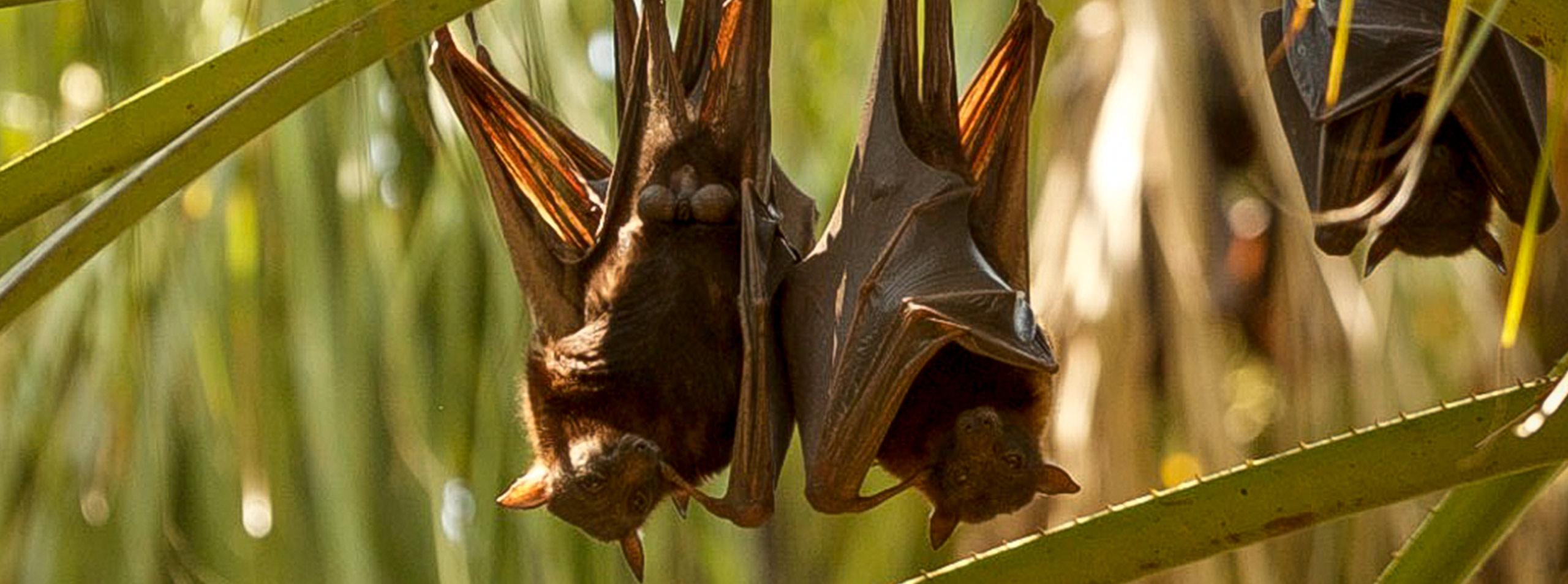 Rare bats at Tolmer Falls