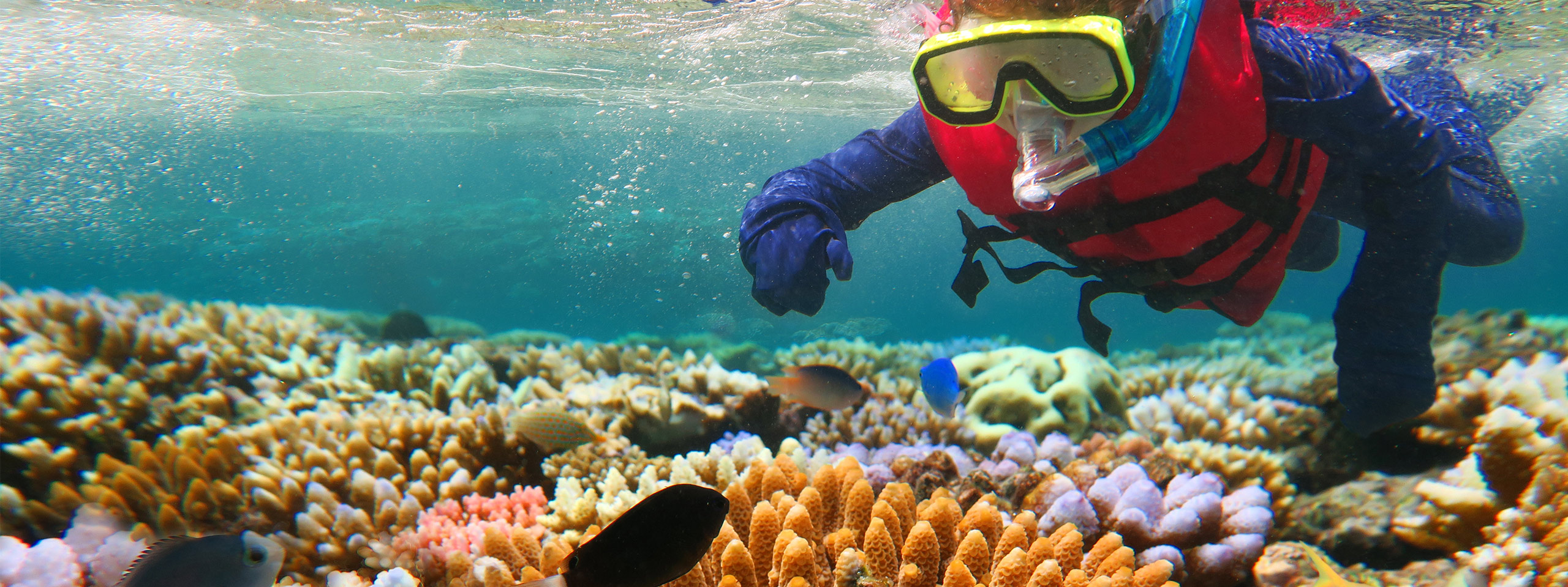 Snorkelling, Great Barrier Reef