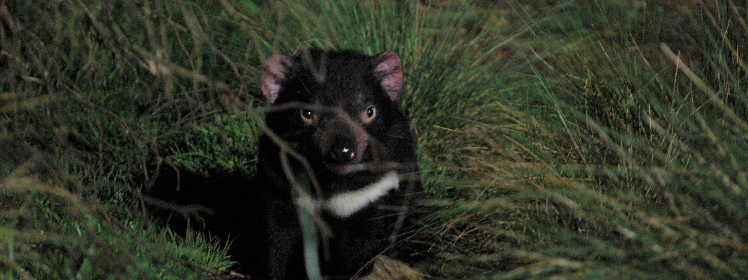 Tasmanian Devil at Night