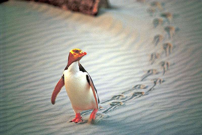 Yellow-eyed Penguin, Stewart Island