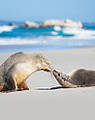 Seals at Seal Bay, Kangaroo Island, SA
