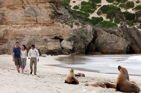 seals on the beach at Seal Bay Kangaroo Island