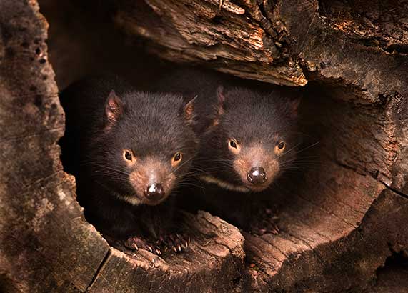 Young Tasmanian Devils