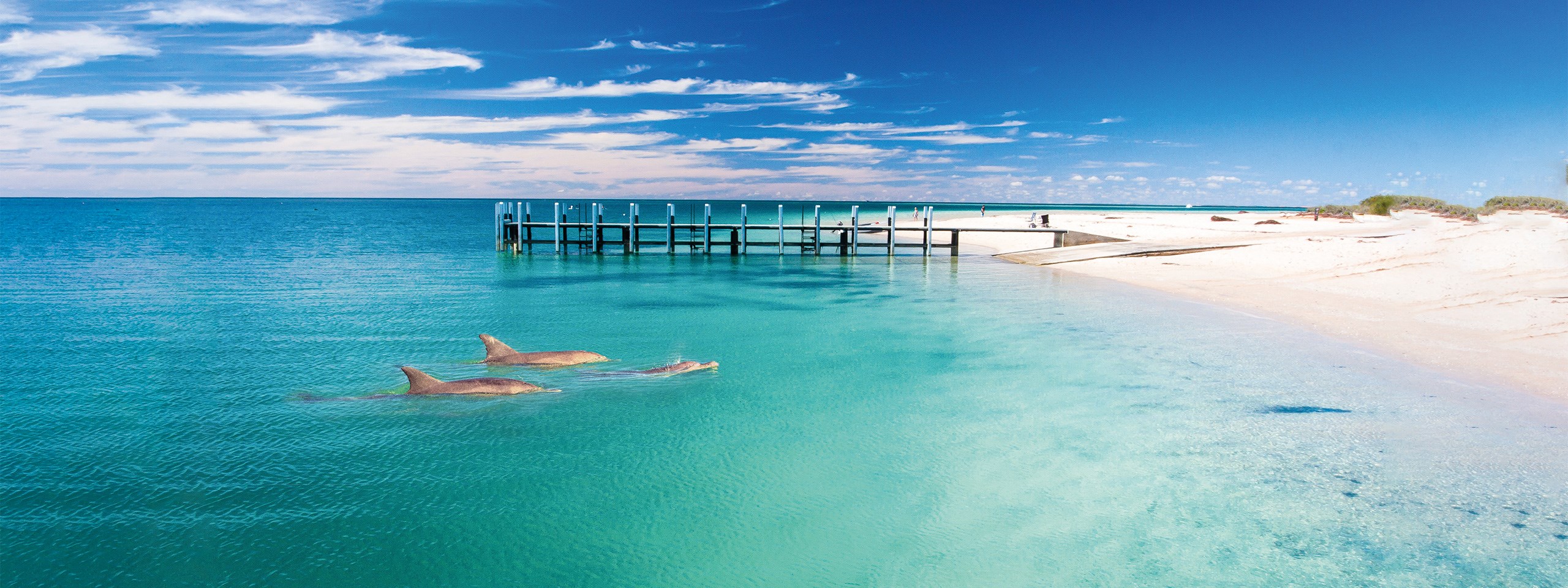 Dolphins In Monkey Mia