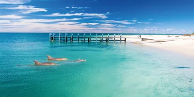 Dolphins In Monkey Mia