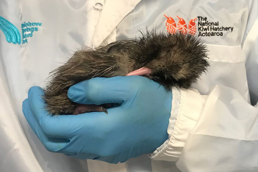 National Kiwi Hatchery V2