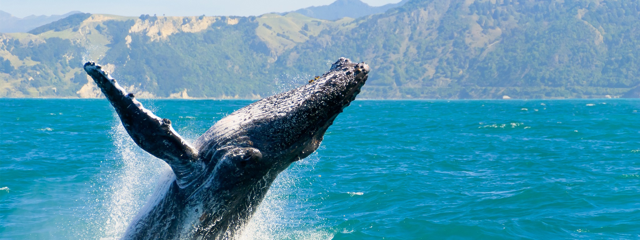 A humpback whale jumping out of the water