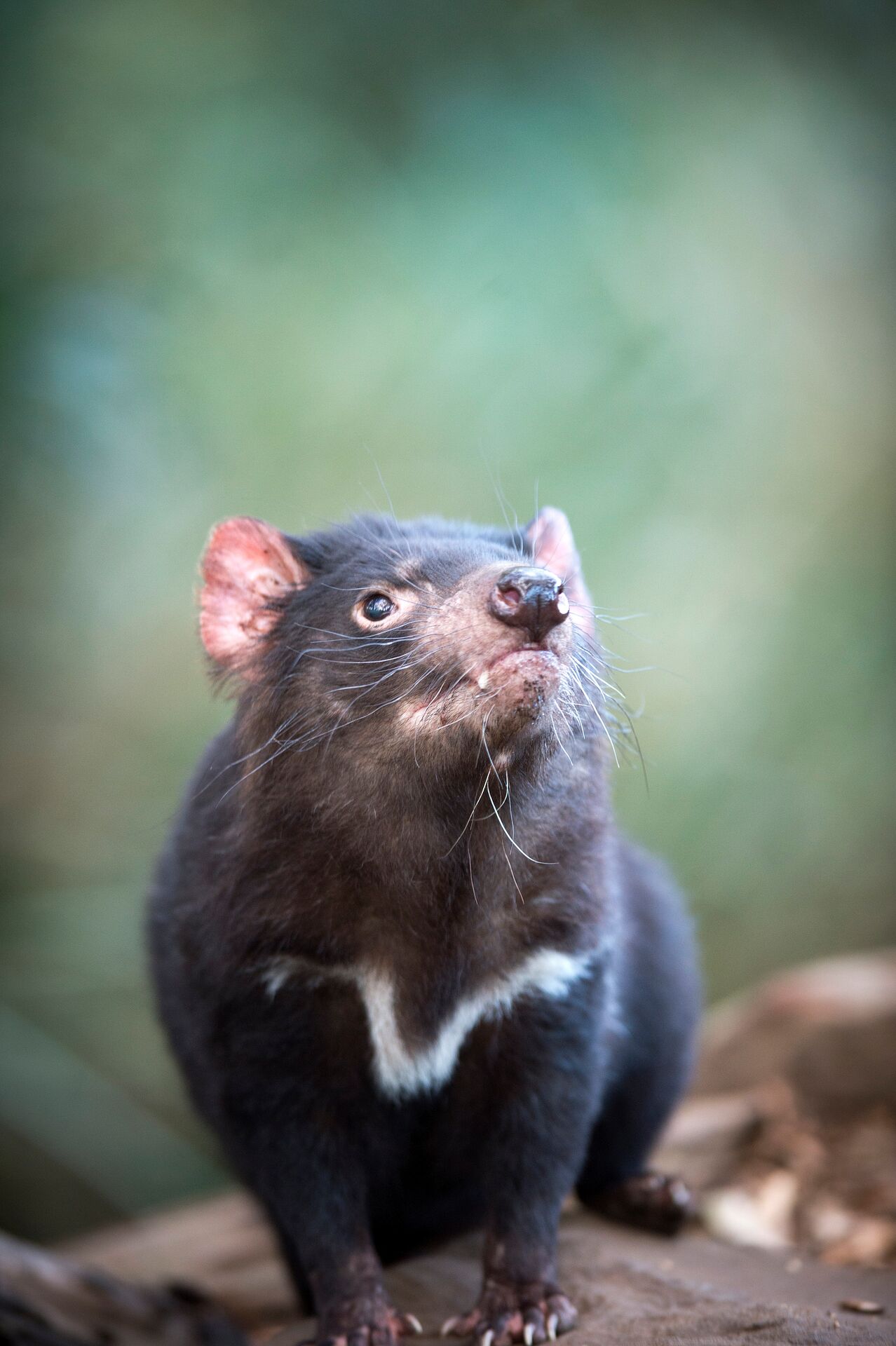 Tasmanian devil