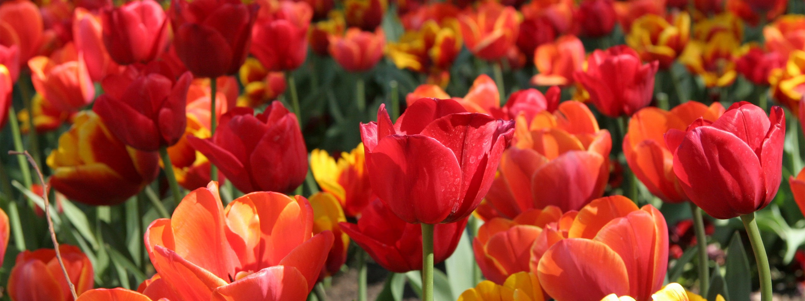 tulips-banner.jpg