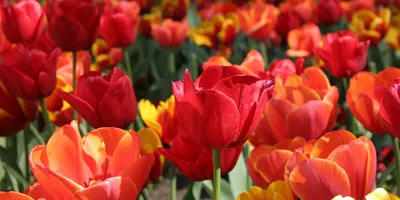 tulips-banner.jpg