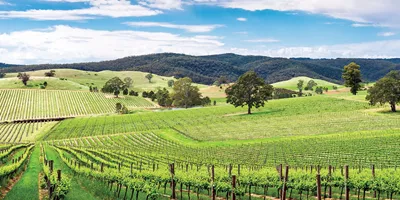The Barossa