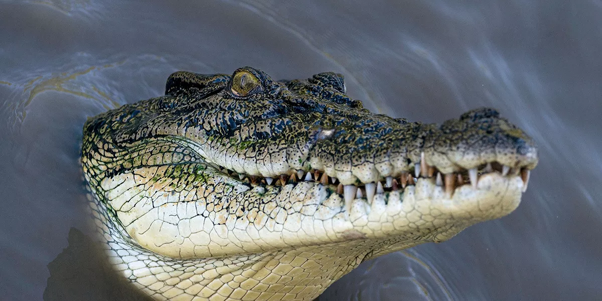 Jumping Crocodile Credit Tourism Nt Ta Spectacular Jumping Crocodile Cruise