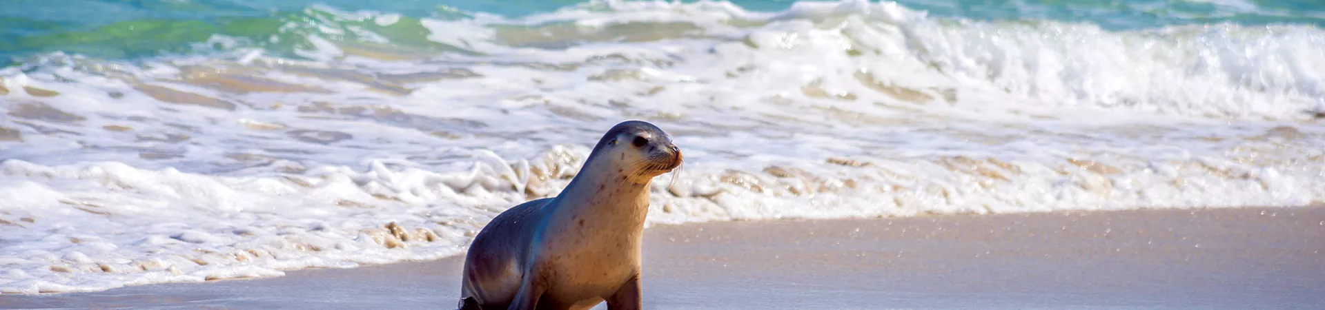 Seal walking out of the sea on Kangaroo Island