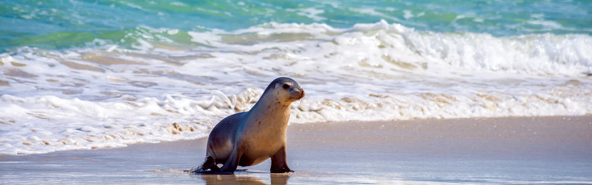 Seal walking out of the sea on Kangaroo Island
