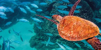 Ningaloo Reef