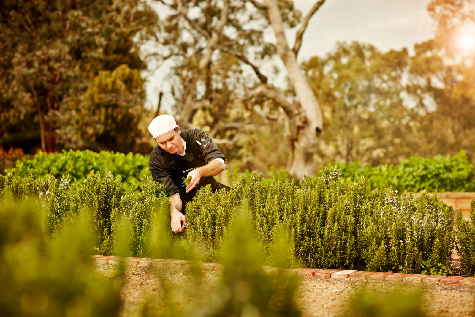 Barossa Jacobs Creek Tourism Sa Inspiring Journeys 2022