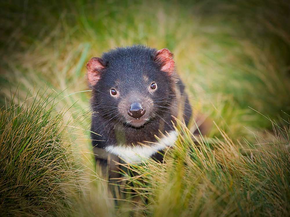 Tasmanian devil in the grass