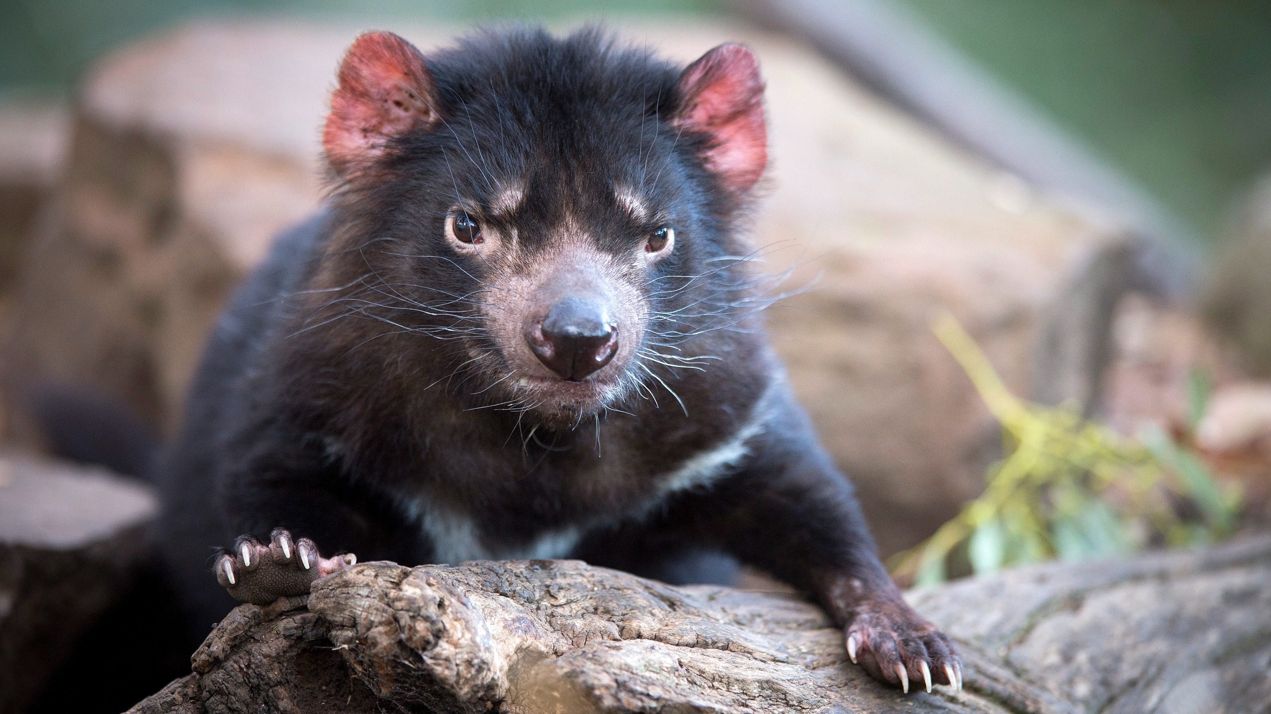 Tasmanian Devil 2 Credit Rob Burnett 132859 56 2