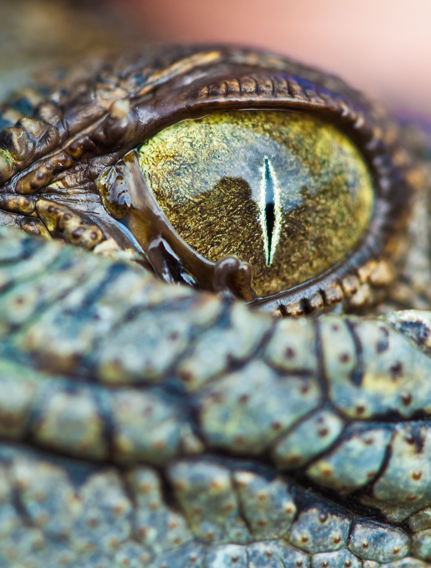 Baby Crocodile Eye, Hartley's Crocodile Farm, Queensland, Australia