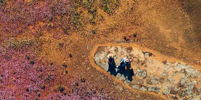 Wildflowers