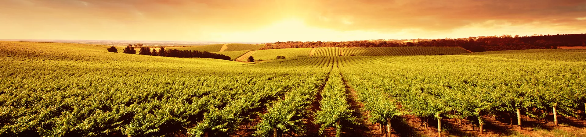 Barossa Valley Vineyards