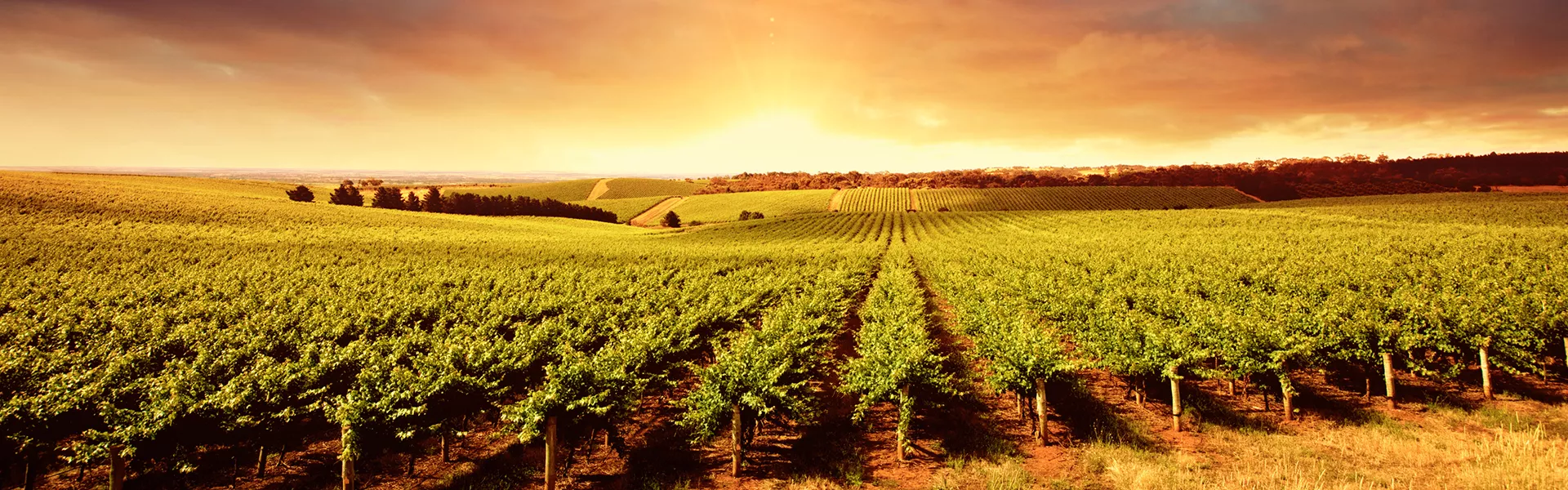 Barossa Valley Vineyards