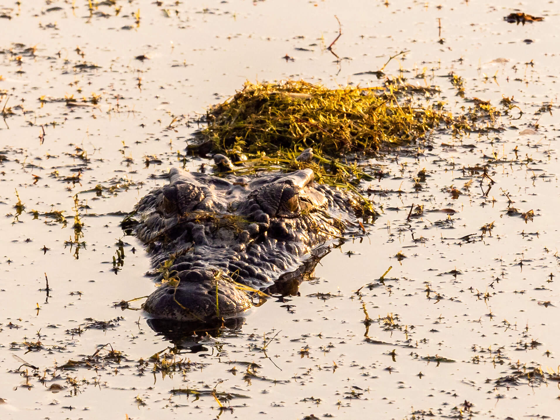 Crocodiles Kakadu Tourismnt 128264 56