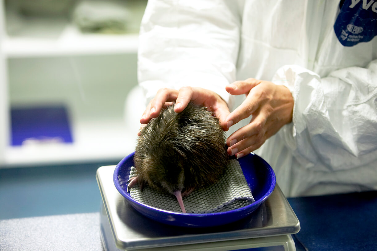 National Kiwi Trust Weighing Kiwi Chick