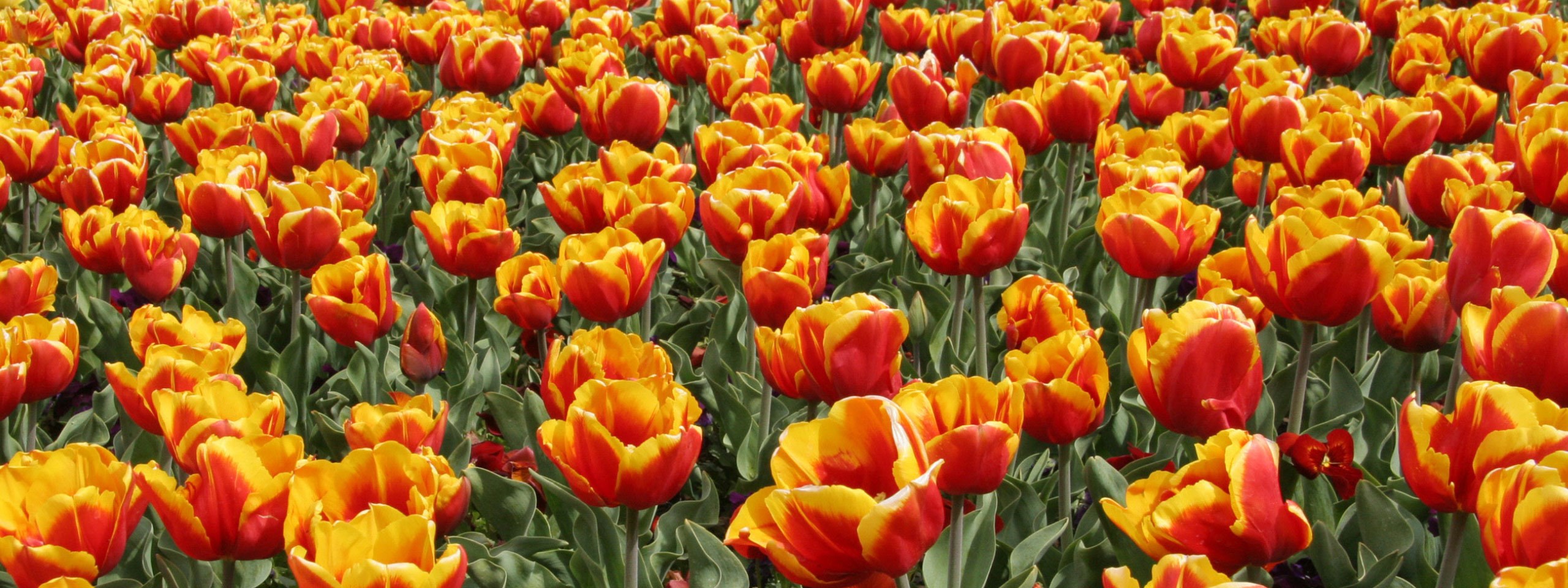 Capital Blooms