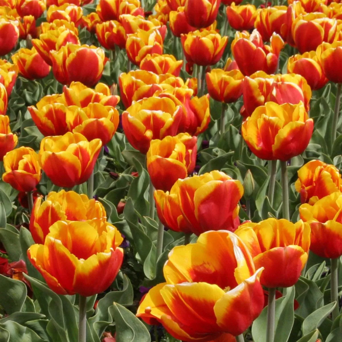 Capital Blooms