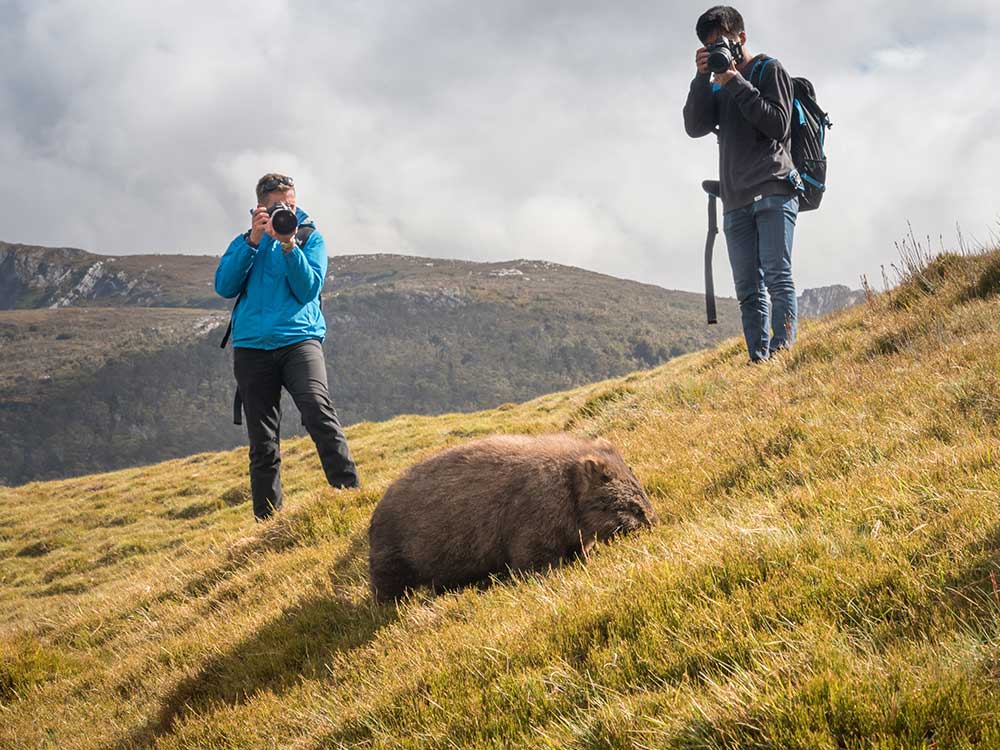 Two photographers taking photos of a wombat