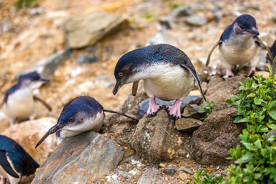 Oamaru Penguin Conservation Experience