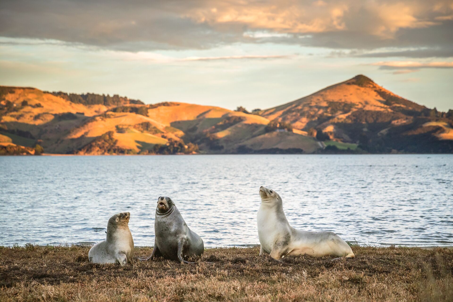 Seals by the shore