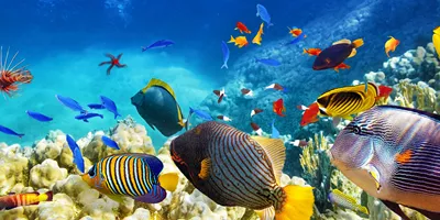 Great Barrier Reef
