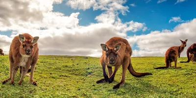 Kangaroo Island