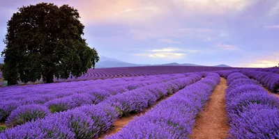 Bridestowe Lavender Fields